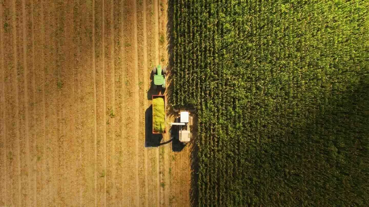 Harvesting Grain